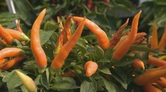 Nie každý ich zje. Čili papričky sú však aj výbornou prevenciou proti chorobám