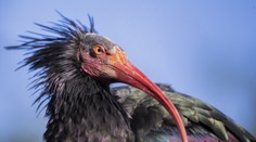 Z pražskej zoo kvôli snehu uletelo 18 vzácnych vtákov. Lietajú po meste