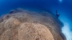 Vedci objavili najväčší koral na svete. Najprv si mysleli, že ide o vrak lode