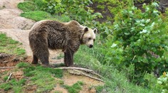 Útok medveďa v Taliansku: Otec bránil syna a vrhol sa na šelmu, utrpel vážne zranenia