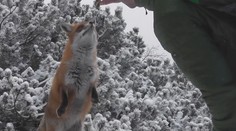 Tatranské líšky si až príliš zvykli na prítomnosť ľudí. Za kúsok jedla im rady zapózujú, je to však hazard so zdravím