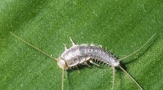 Máte doma „rybičky“? Poradíme vám, ako sa ich zbavíte