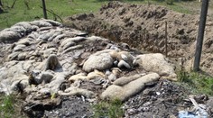 Otrasné zábery. Muž zo Zohora vytvoril pri Stupave cintorín uhynutého dobytka