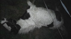 Príšerný začiatok nového roka. Chovateľovi na juhu Slovenska zastrelili všetky kone