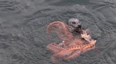 Úžasné fotografie. Bitka obrej chobotnice a tuleňa. Kto je víťaz?