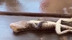 VIDEO: Hasiča čakal netradičný prípad. Jaštericu musel ratovať masážou srdca