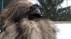 Na Donovaloch sa zjavilo exotické zviera. "Veď to je pštros, nie? "