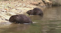 Kúpanie psov v Česku sa mení na drámu. Útočí na ne bobor