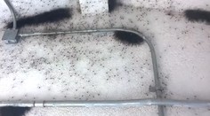 Mysleli si, že na strope je pleseň. Vydesili sa, keď sa to začalo hýbať