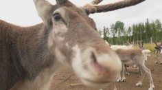 U nás to bol medvedí guláš, vo Švédsku sendviče s losím mäsom. Cena za porciu prekvapí