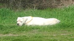 Za obcou Suché ležala zranená doga. Namiesto pomoci dostala guľku