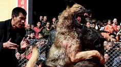 Hrozivé fotografie: Na psích zápasoch sa bavia stovky Číňanov