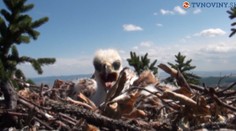 Dramatická adopcia: Prijali náhradní rodičia orlíča Karola?