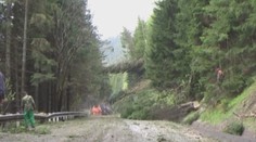 Stromy pri cestách zabíjajú. Ako sa tomu dá predísť?