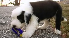 Na psy míňame viac ako na deti