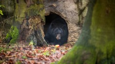 Medveď v pekárni vydesil zamestnancov, požral 60 cupcake koláčov