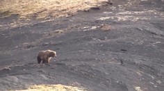 Ochranári zverejnili šokujúce video. Utrpenie grizlyho po výstrele