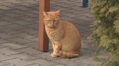 Na Slovensku pribúda prípadov mačacieho AIDS