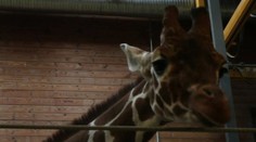 Žirafiemu mláďaťu nepomohla ani petícia. Zabili ho