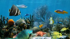 Na túto nádheru sa už dlho pozerať nebudeme. Zmizne do 20 rokov