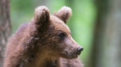 Mladý medveď uhryzol v Kanianke bežca. Mužovi sa podarilo ujsť