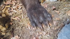 Chceli vyplašiť diviaka, no ozval sa oveľa silnejší rev. Na poľovníka zaútočil medveď