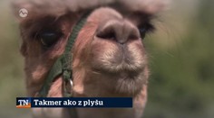 Takmer ako z plyšu