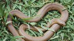 Chlapca uštipol druhý najjedovatejší had na svete, nemal šancu prežiť. Rodina je zdrvená