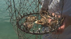 Jedna z najväčších lahôdok na Jadrane je dostupná len na pár miestach