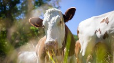 Farmár mal ženu nútiť pozerať sa ako znásilňuje kravy. Obeťou mal byť nielen dobytok, ale aj manželka a dcéra