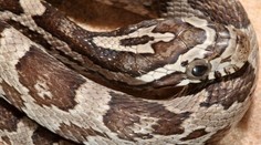 VIDEO: Had spôsobil paniku vo vlaku. Vydesení cestujúci utekali ako o život