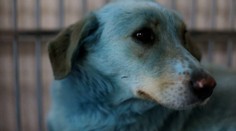 VIDEO: V Rusku odchytili psov s modrou srsťou. Príčina sfarbenia je nejasná