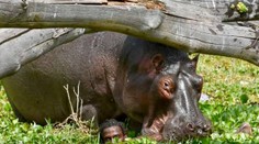 Zázračný útek z hrozivého objatia rozzúreneho hrocha. Rybár sa druhýkrát narodil