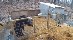 Medveď odišiel s prázdnym žalúdkom. Statočné prasiatka sa stali hitom na sociálnych sieťach