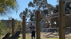 VIDEO: Pre fotografiu muž riskoval život dvojročnej dcéry. Zaútočil na nich rozzúrený slon