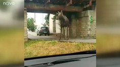 VIDEO: Los Emil putuje naprieč Českom. Návštevníkovi z Poľska nie sú cudzie ani pravidlá cestnej premávky