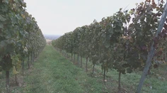 Choroba zlatého žltnutia devastuje vinohrady: Strekov prežíva ťažké časy