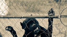 Hrozivý prípad z Poľska. Chlapec (2) prestrčil ruku cez plot, pes mu odhryzol dva prsty