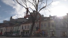 Rástla nepretržite 55 rokov. V Trenčíne spílili lipu slobody, pod jej koreňmi je ešte ukryté tajomstvo