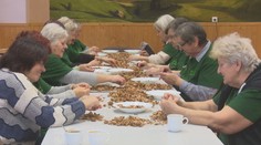 V obci na juhu Slovenska zachovávajú staré zvyky. Pred Vianocami sa stretávajú pri čistení orechov