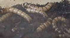 Je hmyz potravou budúcnosti? Prečítajte si, koľko výhod má!