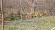 VIDEO: Exotická šelma na dvore rodinného domu v Hviezdoslavove. Žena neverila vlastným očiam