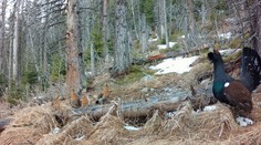 Hlucháňa sme nechránili dostatočne. Stále čakáme, či od Únie dostaneme aj pokutu