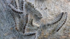 Na juhu Európy bojujú s nebezpečnými húsenicami. Dokážu spôsobiť poriadne zdravotné problémy