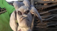 Farmárke sa narodila koza s démonickými črtami