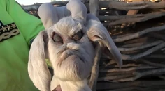 Farmárke sa narodila koza s démonickými črtami