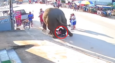 VIDEO: Rituál so slonom sa zvrtol. Niekoľkotonový kolos takmer rozdupal dvojročné dievčatko