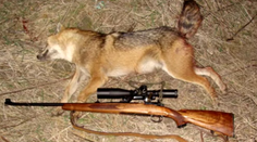 Zlatý šakal sa na Slovensku stáva aj obeťou poľovníkov