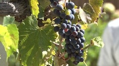 Vanilková torta s ovocím