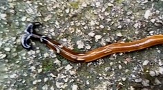 Vedcov zaskočil tajomný tvor. Pozrite, na čo mu slúžia ústa